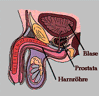 Lage der Prostata im männlichen Becken